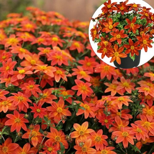 Bidens 'Campfire Firedance' - Ruse 'Campfire Firedance' P9/0,55L